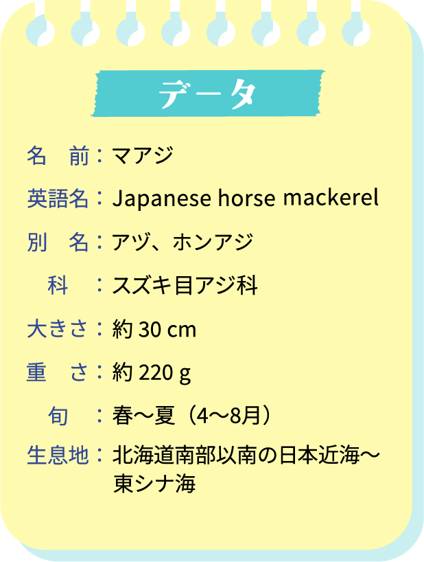 データ。名前：マアジ。英語名：Japanese horse mackeral。別名：アジ、ホンアジ。科：スズキ目アジ科。大きさ：約30cm。重さ：約220g。旬：春（4～8月）。生息地：北海道南部以南の日本近海～東シナ海。
