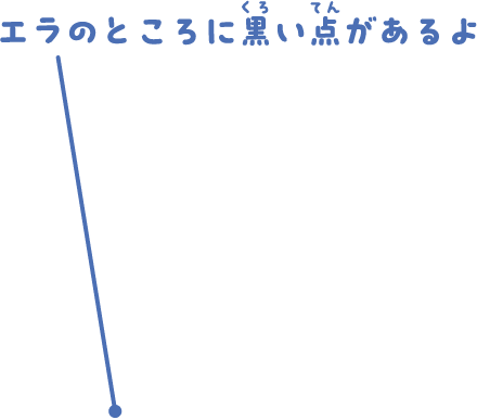 エラのところに黒い点があるよ