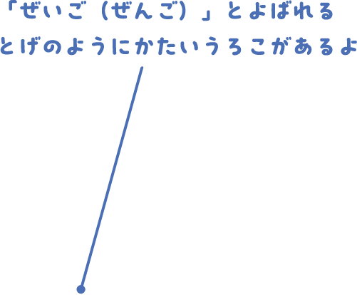 「ぜいご（ぜんご）」とよばれるとげのようにかたいうろこがあるよ
