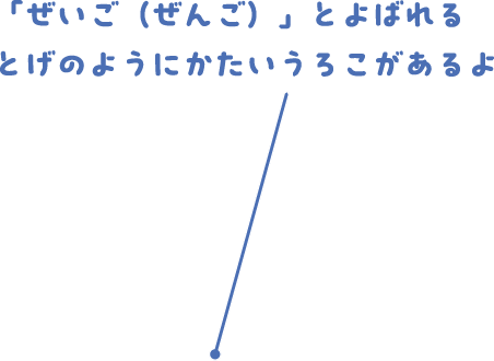 「ぜいご（ぜんご）」とよばれるとげのようにかたいうろこがあるよ