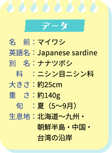 データ。名前：マイワシ。英語名：Japanease sardine。別名：ナナツボシ。科：ニシン目ニシン科。大きさ：約25cm。重さ：約140g。旬：夏（5～9月）。生息地：北海道～九州・朝鮮半島・中国・台湾の沿岸