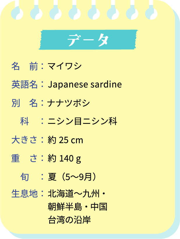 データ。名前：マイワシ。英語名：Japanease sardine。別名：ナナツボシ。科：ニシン目ニシン科。大きさ：約25cm。重さ：約140g。旬：夏（5～9月）。生息地：北海道～九州・朝鮮半島・中国・台湾の沿岸