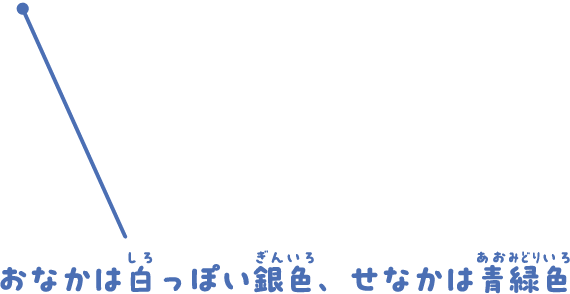 おなかは白っぽい銀色、せなかは青緑色