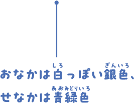 おなかは白っぽい銀色、せなかは青緑色